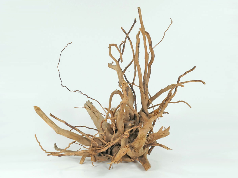 Finger-Wurzel für Aquarien und Teiche 1